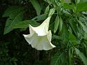 Angel's trumpet (Brugmansia)white 